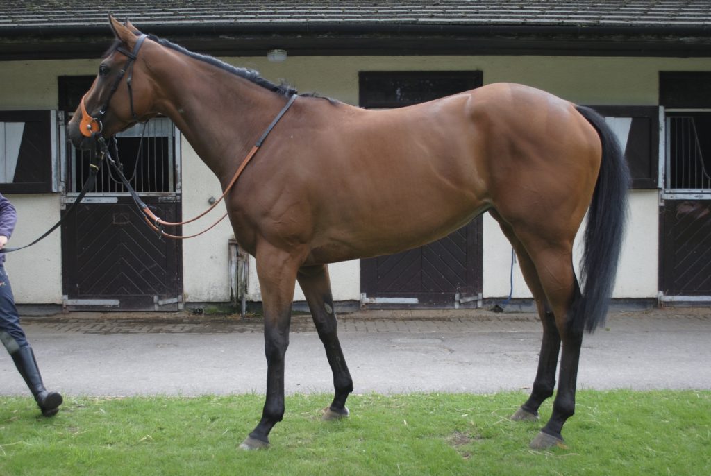 Racehorses For Sale John Jenkins Racehorse Trainer