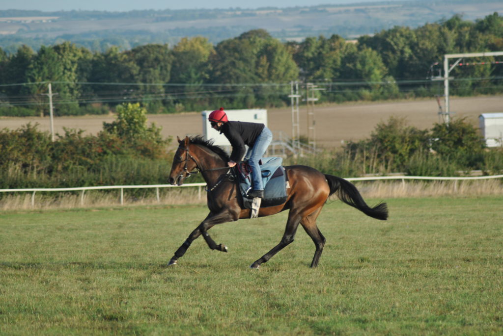 grass gallops therfield heath racehorse