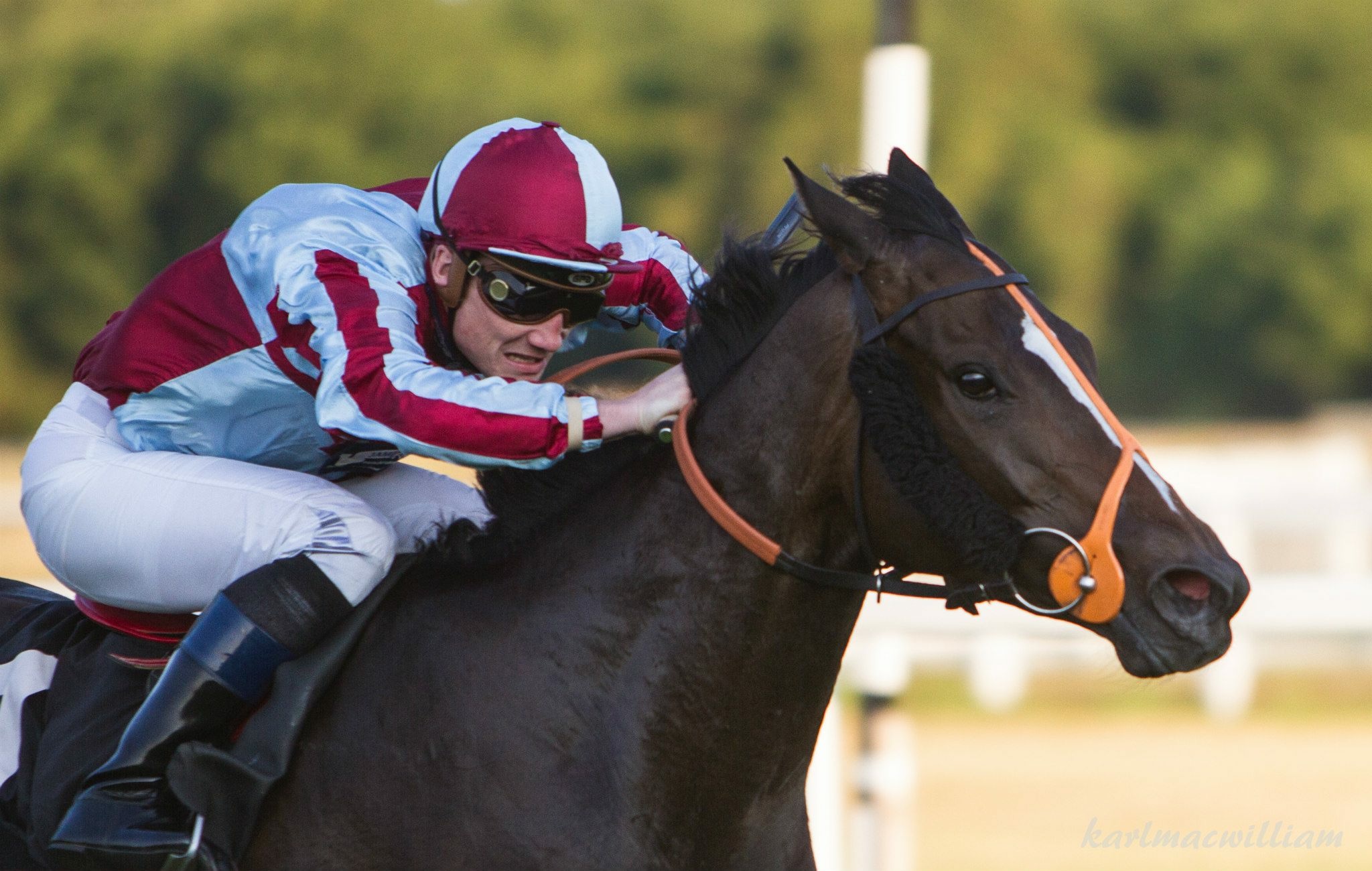 Pretty bubbles racehorse freddy tylicki