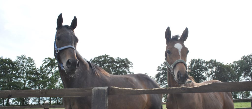 Racehorse mare and foal