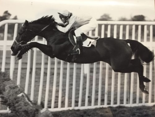 horse hurdler hurdles racehorse jump racing black and white jumping