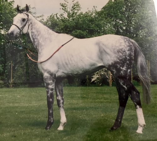 grey salute racehorse