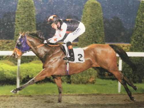 bubbly bailey racehorse kempton park rain horse gallop