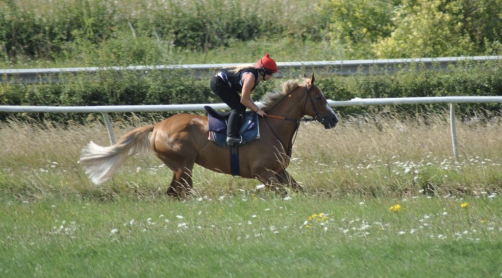 racehorse training on gallops