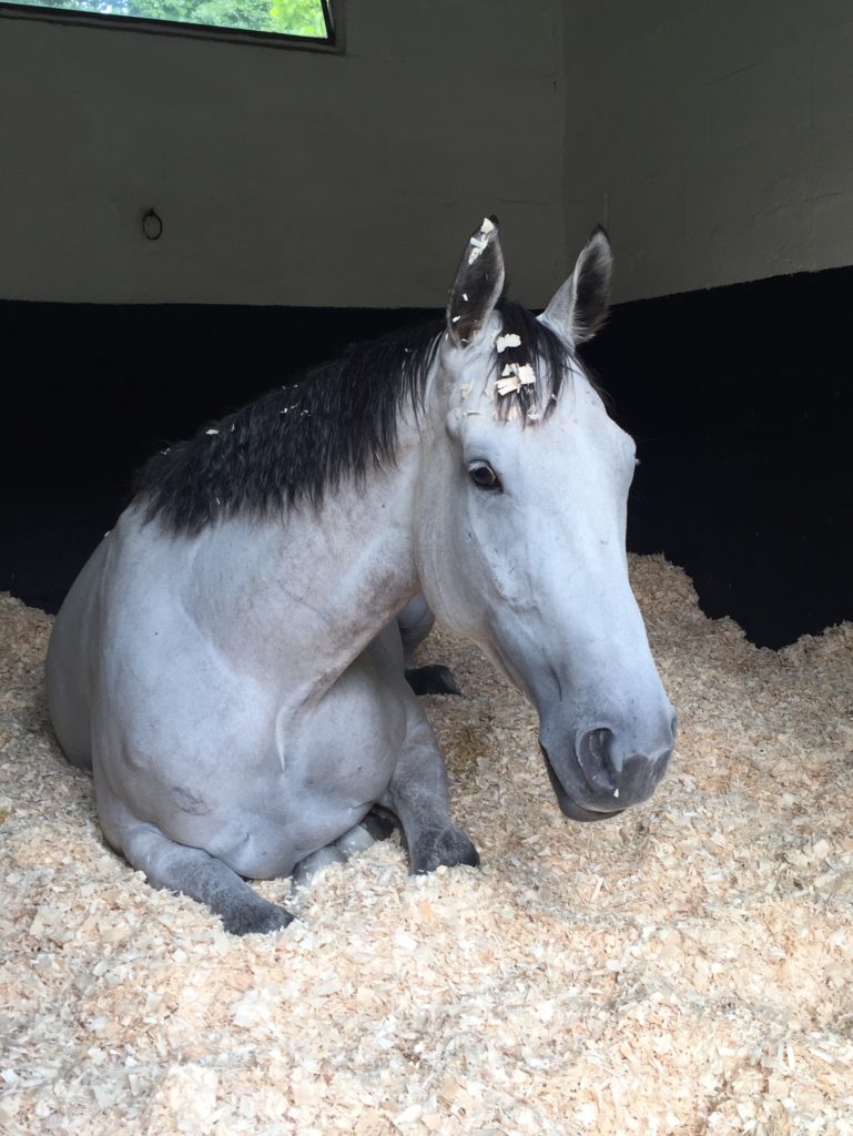 racehorse lying down in stable