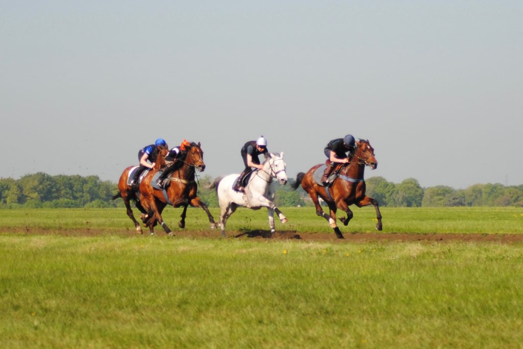 Newmarket Gallops Cambridge Road National Hunt Horses racehorses